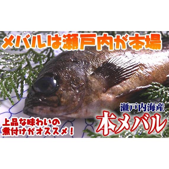 本場の瀬戸内海産メバル１尾130ｇ 煮付けに最高 S 0006 瀬戸内たいたいclub 通販 Yahoo ショッピング