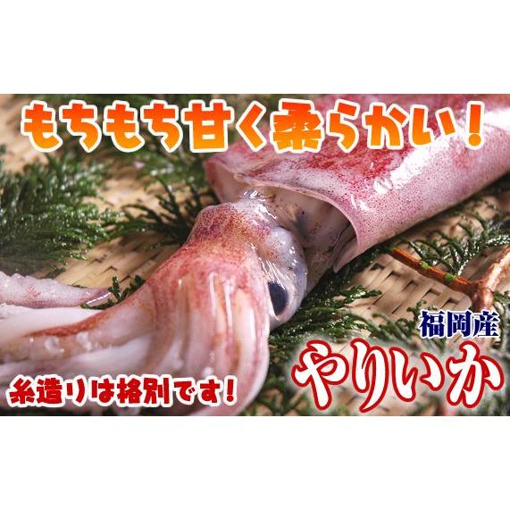 福岡産水イカ けんさきいか ケンサキイカ １ぱい S 0015 瀬戸内たいたいclub 通販 Yahoo ショッピング