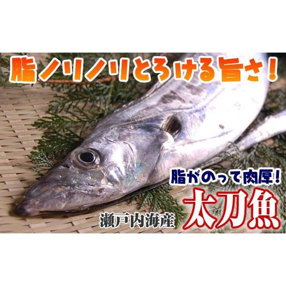 太刀魚 600g 山口県周防大島産 もしくは長崎のブランド五島太刀 釣り たちうお タチウオ お刺身 S 0016 01 瀬戸内たいたいclub 通販 Yahoo ショッピング