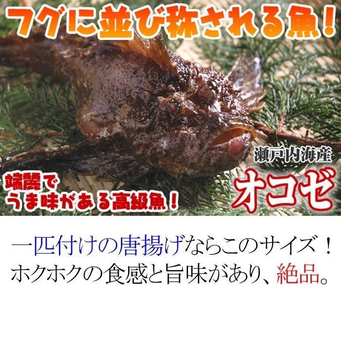 瀬戸内海産 活き締めオコゼ おこぜ １尾 0g 唐揚げ用 S 0017 01 瀬戸内たいたいclub 通販 Yahoo ショッピング