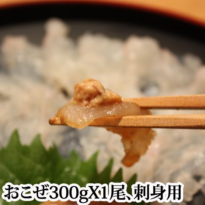 瀬戸内海産 オコゼ おこぜ １尾300g 薄造り用 活き締め S 0017 04 瀬戸内たいたいclub 通販 Yahoo ショッピング