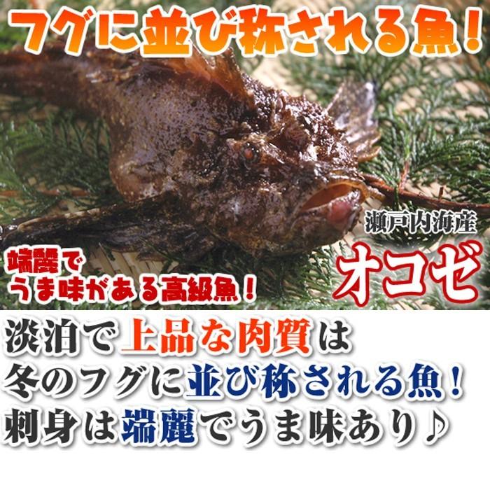 瀬戸内海産 オコゼ おこぜ １尾300g 薄造り用 活き締め S 0017 04 瀬戸内たいたいclub 通販 Yahoo ショッピング