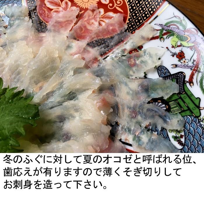 瀬戸内海産 オコゼ おこぜ １尾300g 薄造り用 活き締め S 0017 04 瀬戸内たいたいclub 通販 Yahoo ショッピング