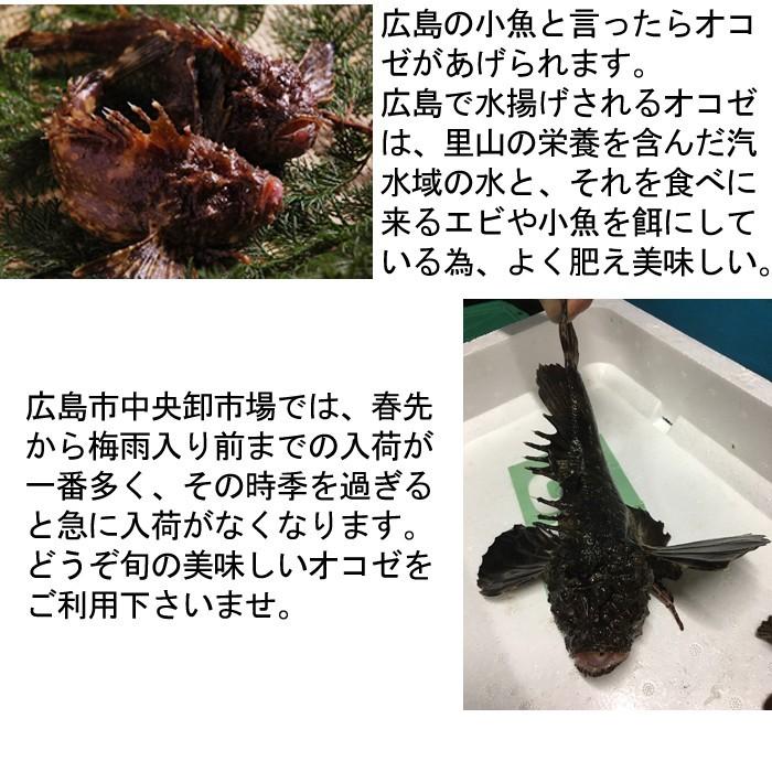 瀬戸内海産 オコゼ おこぜ １尾300g 薄造り用 活き締め S 0017 04 瀬戸内たいたいclub 通販 Yahoo ショッピング