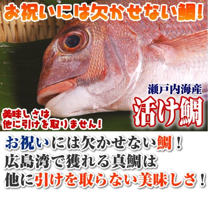 鯛 （ 天然 ）瀬戸内海産500g たい タイ　｜taitai｜02