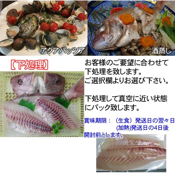 鯛 （ 天然 ）瀬戸内海産500g たい タイ　｜taitai｜05