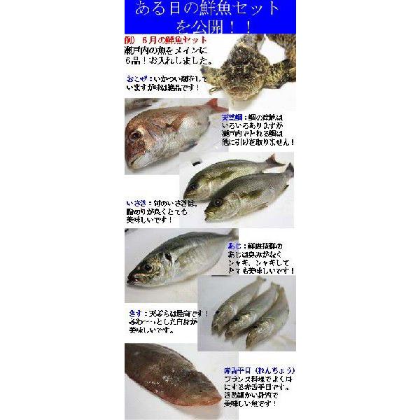 おまかせ鮮魚セット 瀬戸内海産の魚をメインにセットにしています。下処理後、真空に近い状態にパック、レシピ付き｜taitai｜02