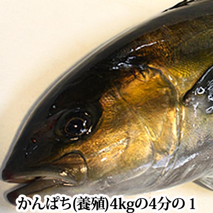 かんぱち 4kgの4分の1 養殖 鹿児島県産 カンパチ 刺身 間八 S 0158 瀬戸内たいたいclub 通販 Yahoo ショッピング