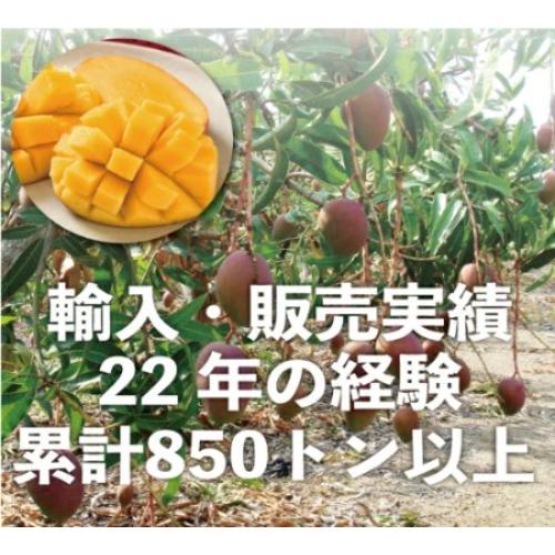 お中元 御中元 ギフト アップルマンゴー2.5kg 台湾産 期間限定 送料