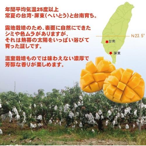 お中元 御中元 ギフト アップルマンゴー5kg 台湾産 期間限定 送料無料