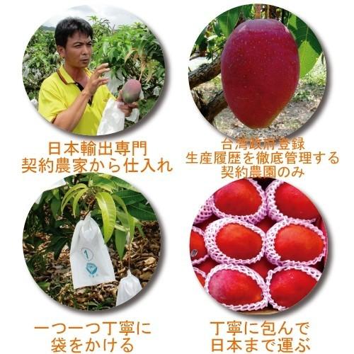 お中元 御中元 ギフト アップルマンゴー5kg 台湾産 期間限定 送料無料