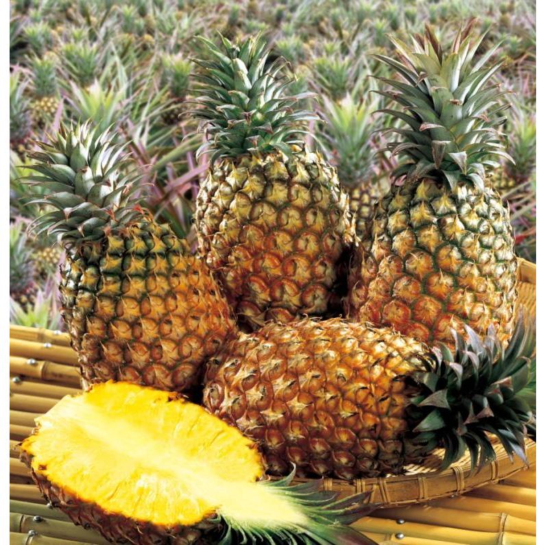 パイナップル 台湾産 約10kg(5-9玉) : 台灣物産館 - 通販 パイナップル 台湾産 約10kg(5-9玉) : 台灣物産館 - 通販