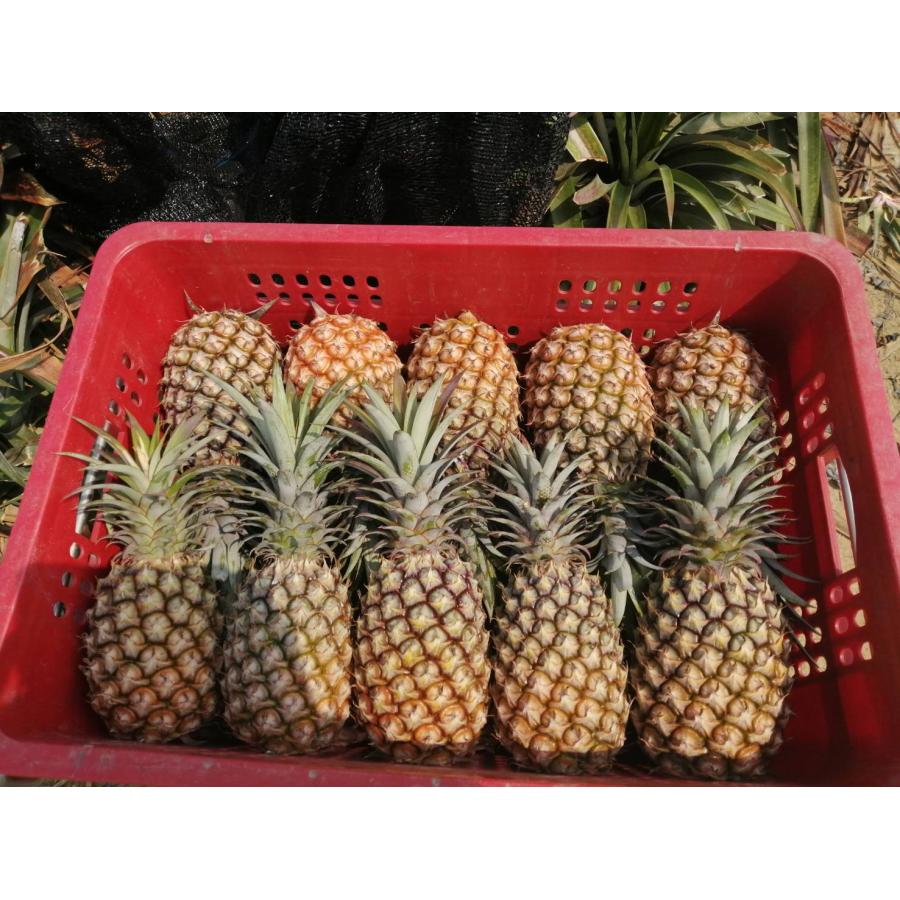 パイナップル 台湾産 約10kg(5-9玉) : 台灣物産館 - 通販 パイナップル 台湾産 約10kg(5-9玉) : 台灣物産館 - 通販