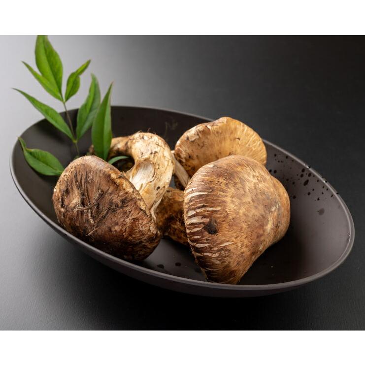 カレー皿 25.5×16.5cm 日本製 プラスチック 軽い 電子レンジ 食洗機対応 和食器シリーズ |  | 05