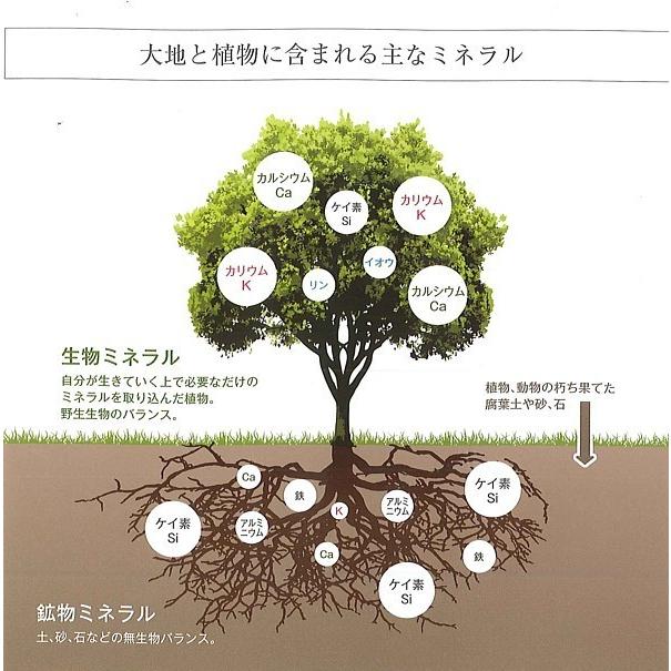 マグマンE (粒）100ｇ(約330粒）※ポイント10倍の画像