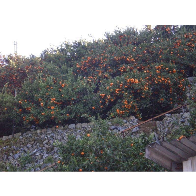 愛媛みかん１０ｋｇ 西宇和産 送料無料 贈り物ファミリー用 1 G10 みかんの大漁屋 通販 Yahoo ショッピング