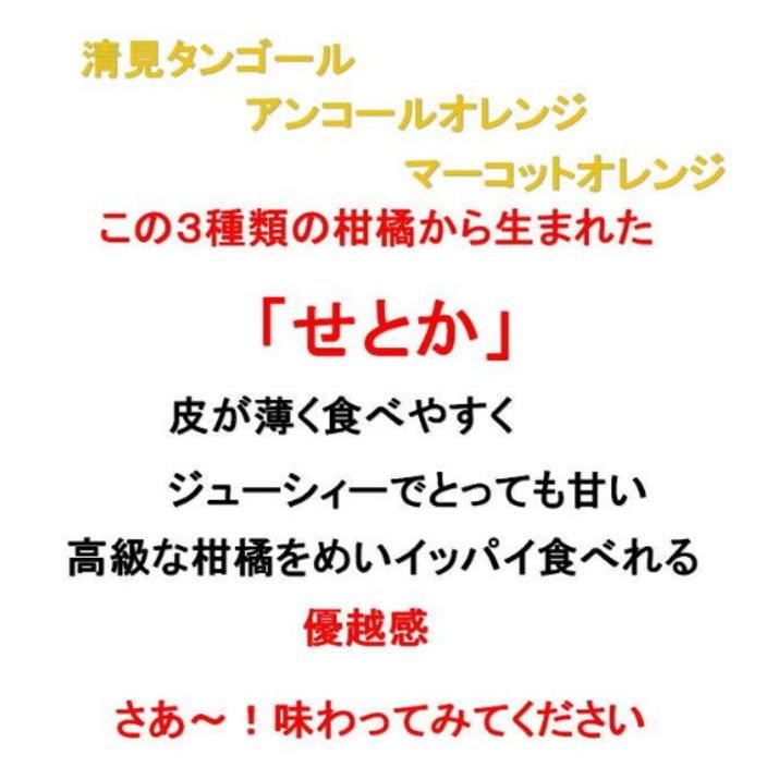 せとか約4kg　愛媛産 送料無料 ＜少し　訳あり＞｜taiyoya5577｜03