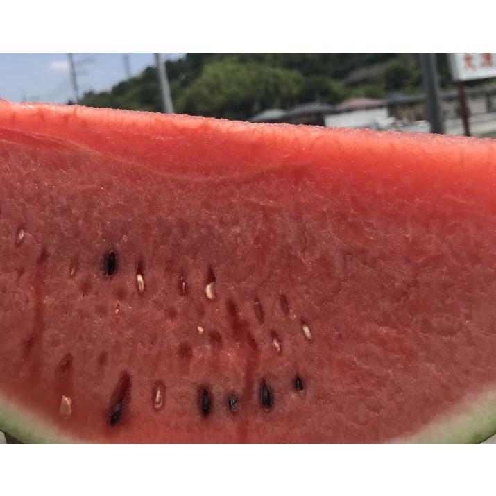 スイカ 大玉 ｍ寸 ｌ ２玉入り 愛媛産 すいか 少し訳あり 送料無料 Suika 2 みかんの大漁屋 通販 Yahoo ショッピング