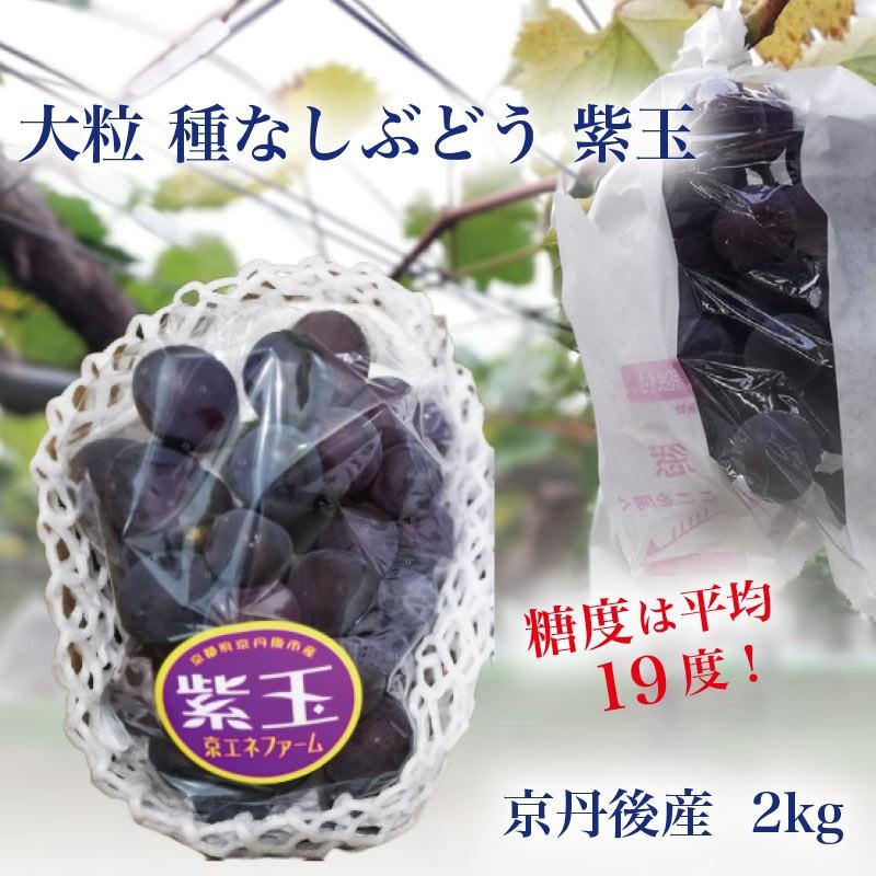 送料無料 京都産 種なしぶどう紫玉 2 2 5kg 約4房 濃厚な甘さと程よい酸味 農園直送 Kb2k たじマート 通販 Yahoo ショッピング