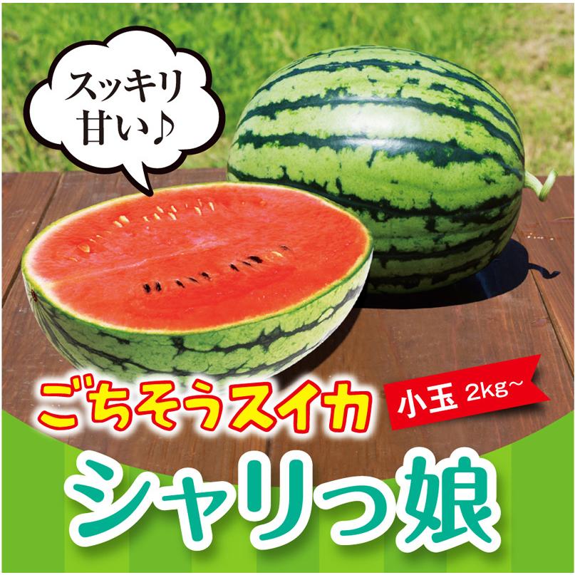 ２玉セット 小玉２ 5kg以上 M２玉 シャリっ娘 ごちそうスイカ 兵庫県豊岡市産 お子様も安心 化学農薬 化学肥料不使用 Syarikom2 たじマート 通販 Yahoo ショッピング
