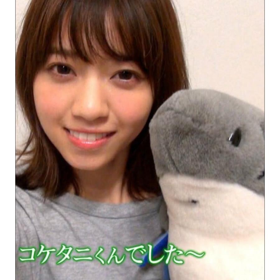 乃木坂46 西野七瀬愛用 サメのぬいぐるみ コケタニ君