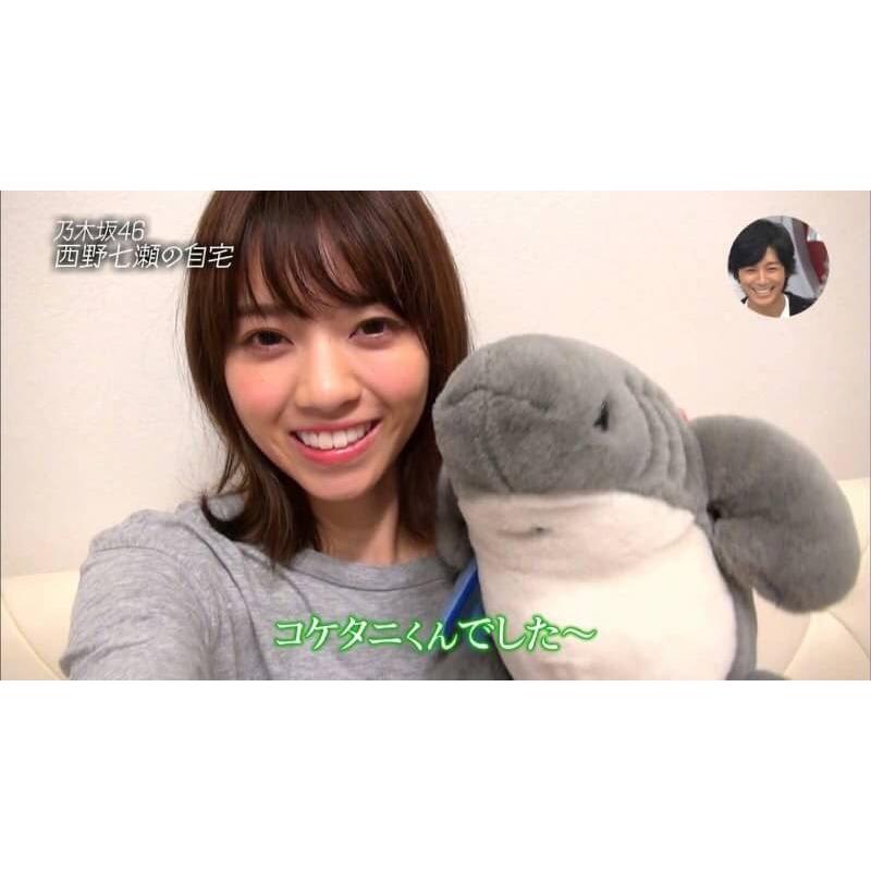 乃木坂46 西野七瀬愛用 サメのぬいぐるみ コケタニ君