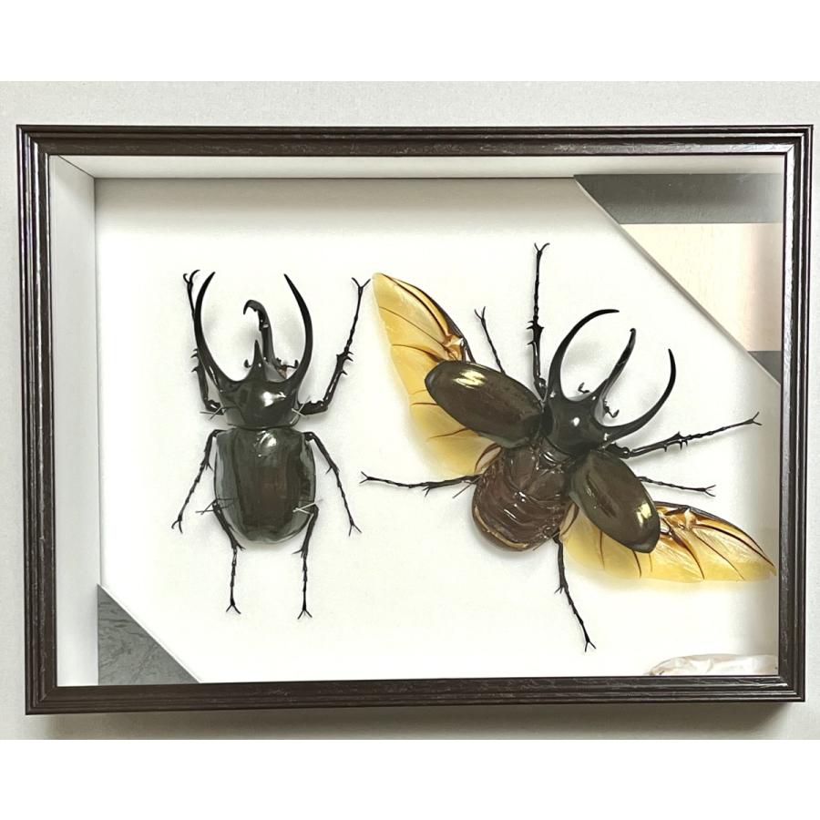 玲*華様 コーカサスオオカブト標本 玲*華様 コーカサスオオカブト標本 Amazon.co.jp: コーカサス