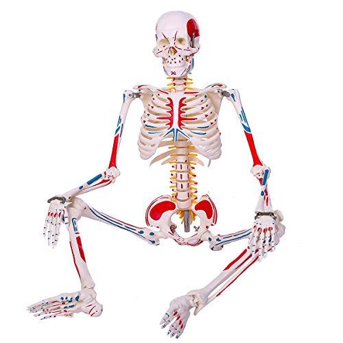 Wetry 人体骨格模型 1 2人体モデル 筋肉起始 停止色表示型 85ｃｍ スタンド付き Www Doc Sg