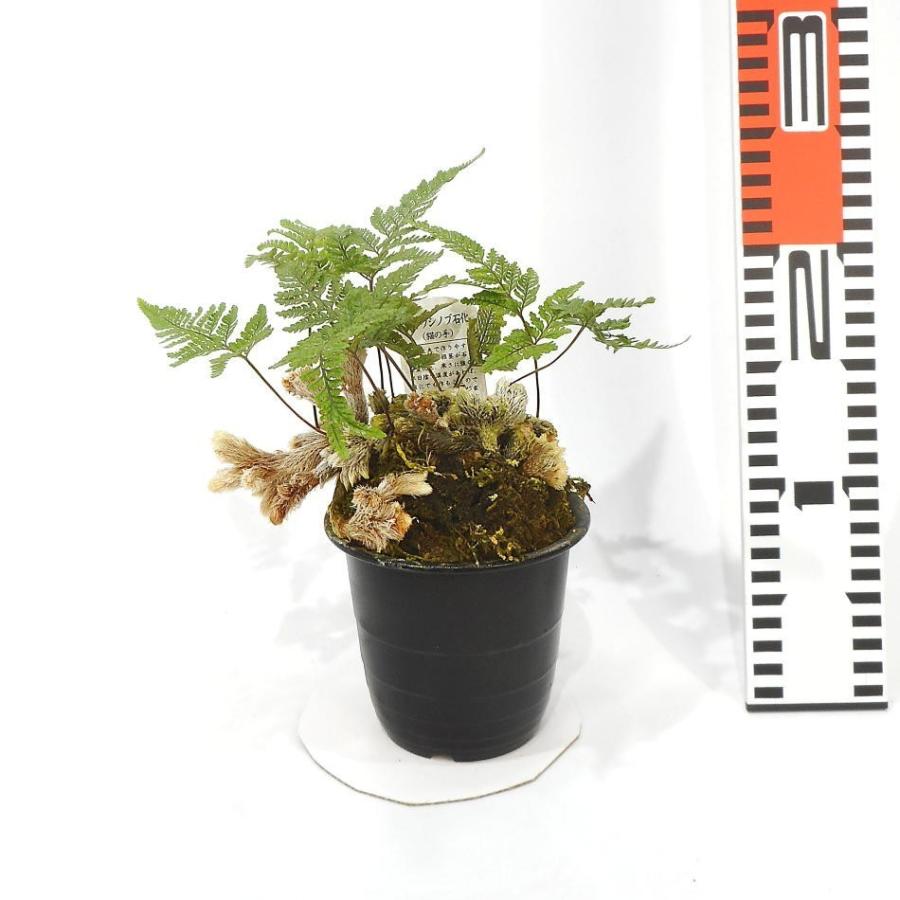 石化トキワシノブ 猫の手 Sonicacts Com