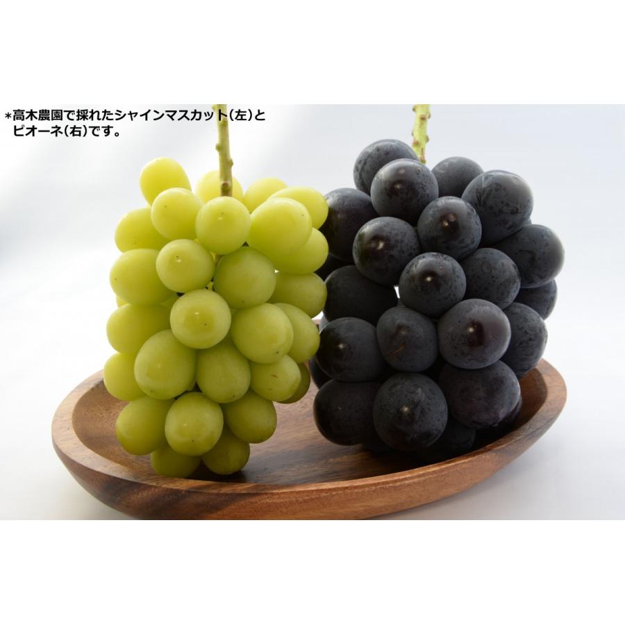 高妻／売れ筋品種／農業生産法人 株式会社植原葡萄研究所 加工用 ぶどう