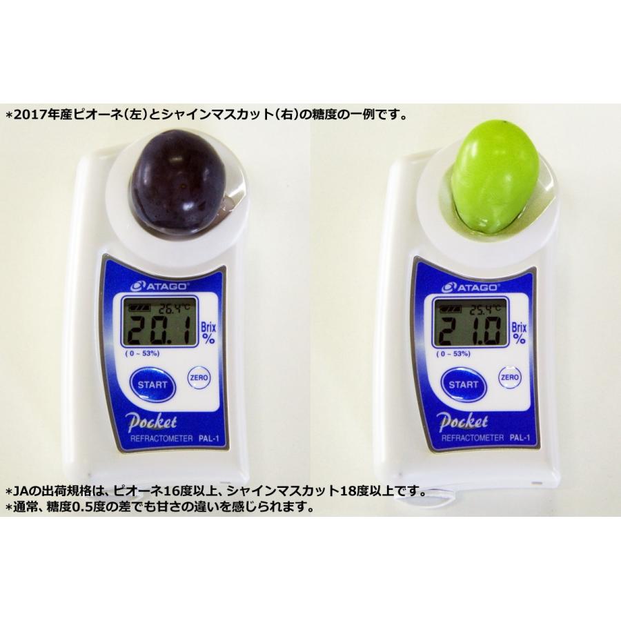 【9月16日限定】岡山産シャインマスカット2kgと種なしニューピオーネ2kg シャインマスカット+ピオーネ2kg入り ぶどう 種なし 大粒 生産者