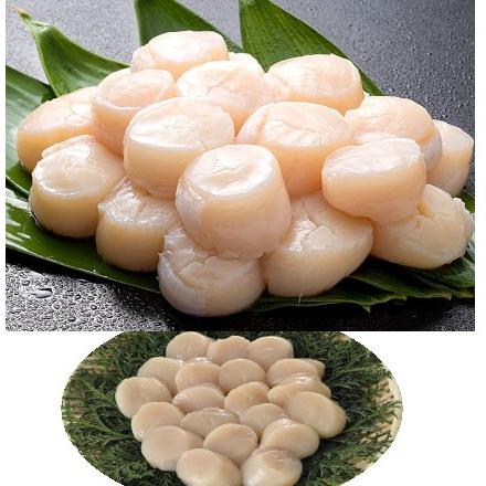 (特大) 蓋付きワダチバイ オホーツク海産　貝殻 七夕 北海道オホーツク海産 しんや 刺身用帆立貝柱500g : ギフトハウス