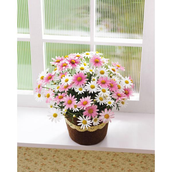 母の日☆マーガレット鉢植え「さくらべーる」5号 : ギフトハウス