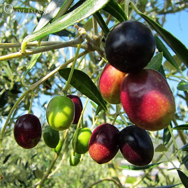 オリーブ 国内7月23日発売予定】アディダス オリジナルス ZX フューリー