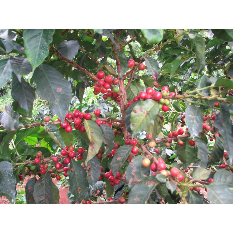 コーヒー 生豆 ケニア マサイ AA 10kg(5kg×2)【同梱不可】 送料