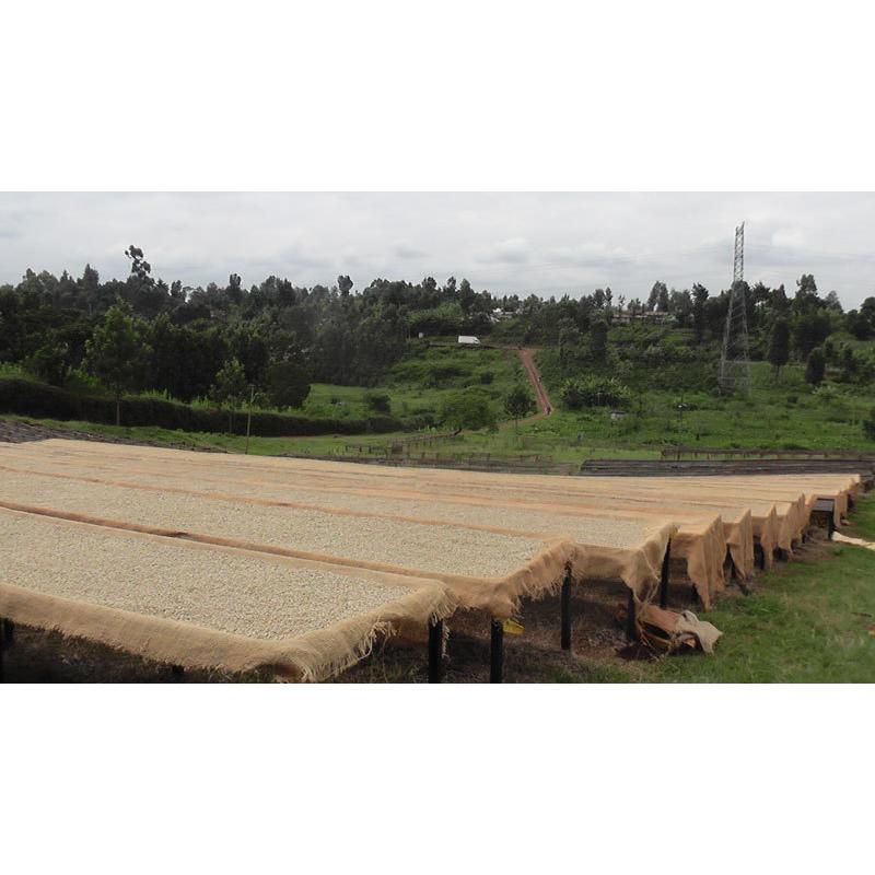 コーヒー 生豆 ケニア マサイ AA 10kg(5kg×2)【同梱不可】 送料