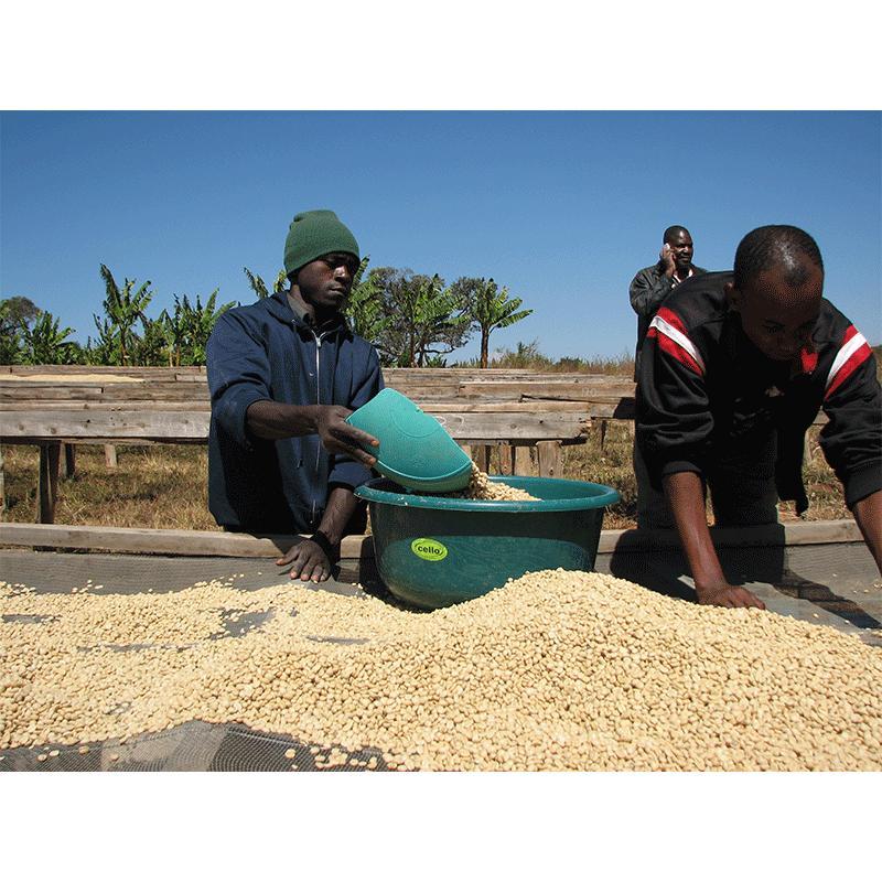 コーヒー 生豆 タンザニア サザントップAA 10kg(5kg×2) 送料