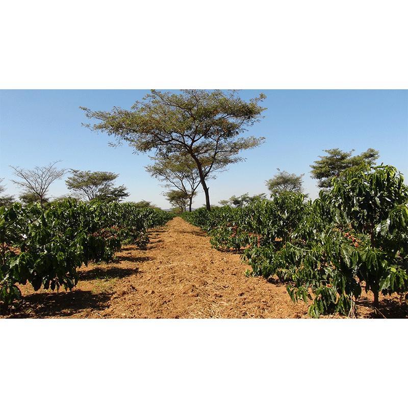 コーヒー 生豆 タンザニア サザントップAA 10kg(5kg×2) 送料