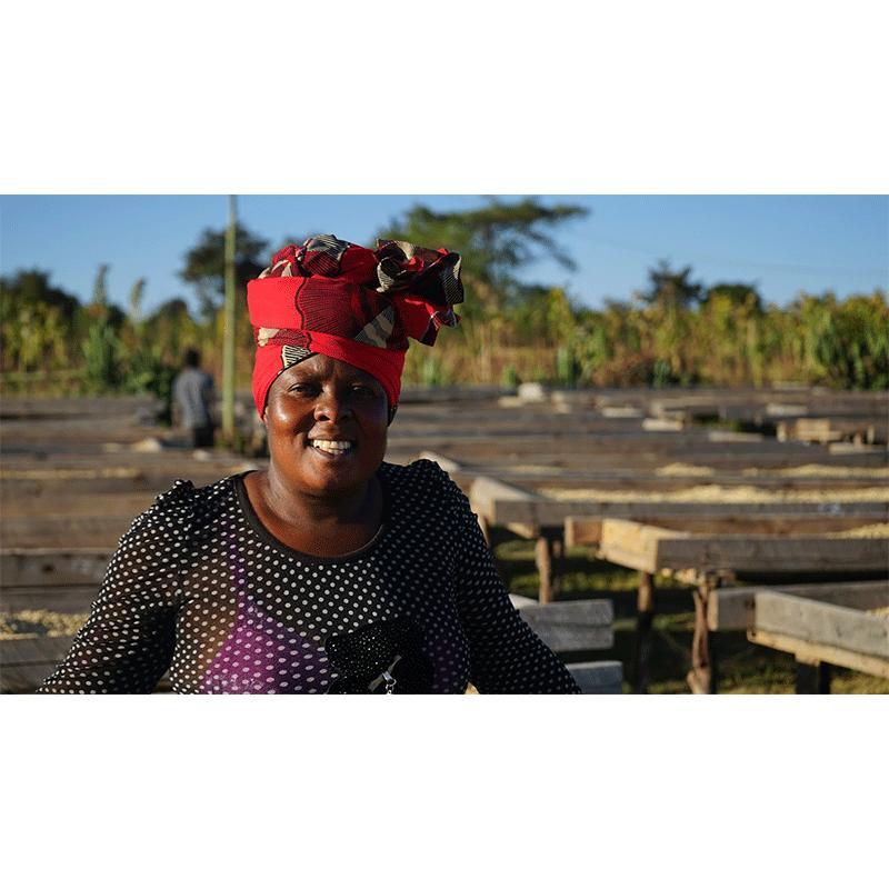 爆安!!【コーヒー生豆】タンザニアAA 10kg※送料無料 楽天市場】コーヒー生豆 1kg タンザニア サウステラ AA 送料無料