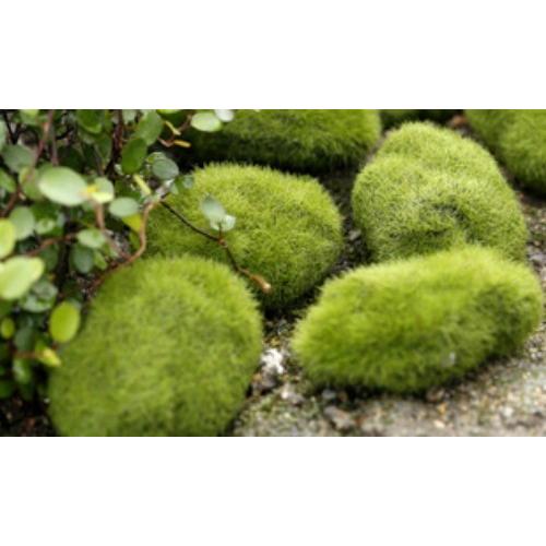 テラリウム フェイク苔石 こけ 小サイズ お買い得個 こけ石 苔テラリウム コケリウム テラリウム フィギュア Chenj0067 5 テラリウム専門店takara 通販 Yahoo ショッピング