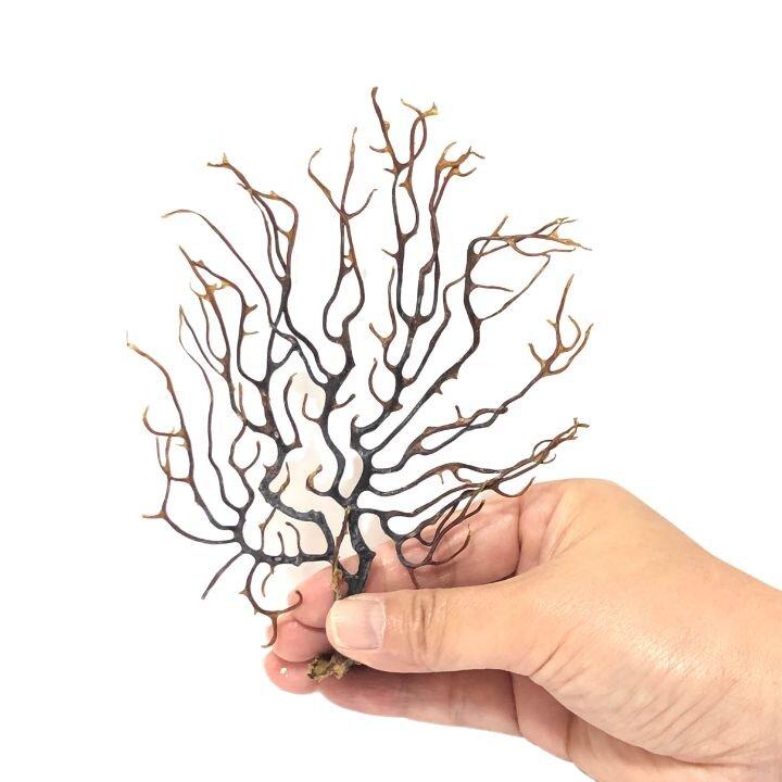 水槽飾り 天然ヤギ 枝切れ4〜5本 水草 シュリンプ アクアリウム 魚鉢