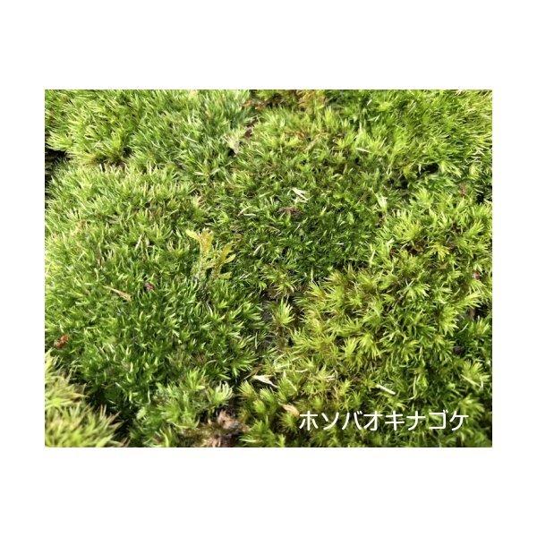 ホソバオキナゴケ ヤマゴケ Llサイズ テラリウム コケリウム 苔 コケ アクアリウム 苔リウム 園芸 苔盆栽 苔テラリウム 販売期間 限定のお得なタイムセール アクアテラリウム 観葉植物