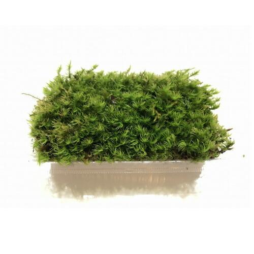 カモジゴケ Mサイズ テラリウム コケリウム 苔 コケ 苔テラリウム 苔リウム アクアリウム 観葉植物 園芸 苔盆栽 癒し 苔好き 初心者 Koke テラリウム専門店takara 通販 Yahoo ショッピング