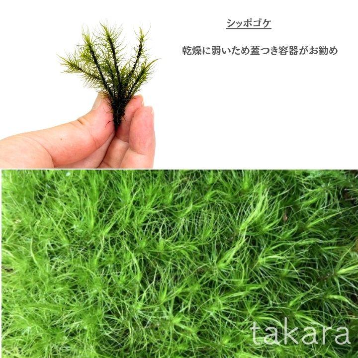 苔組合わせパック 山苔 シッポゴケ ヒノキゴケ アラハシラガゴケ