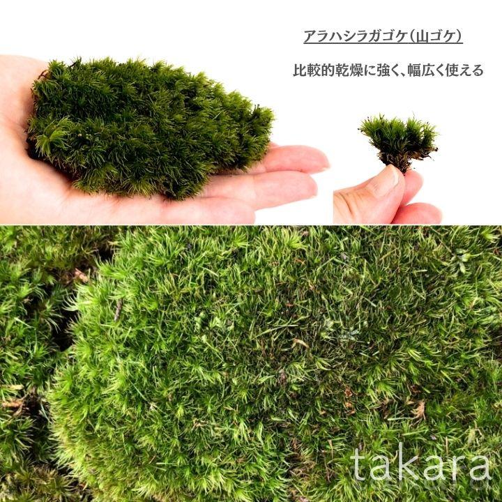 苔組合わせパック 山苔 シッポゴケ ヒノキゴケ アラハシラガゴケ
