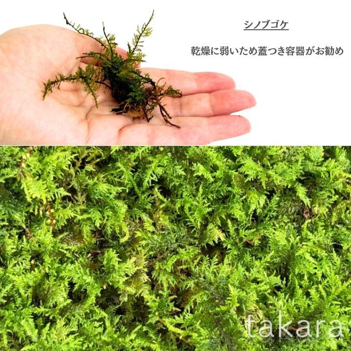 苔組合わせパック 山苔 シッポゴケ ヒノキゴケ アラハシラガゴケ