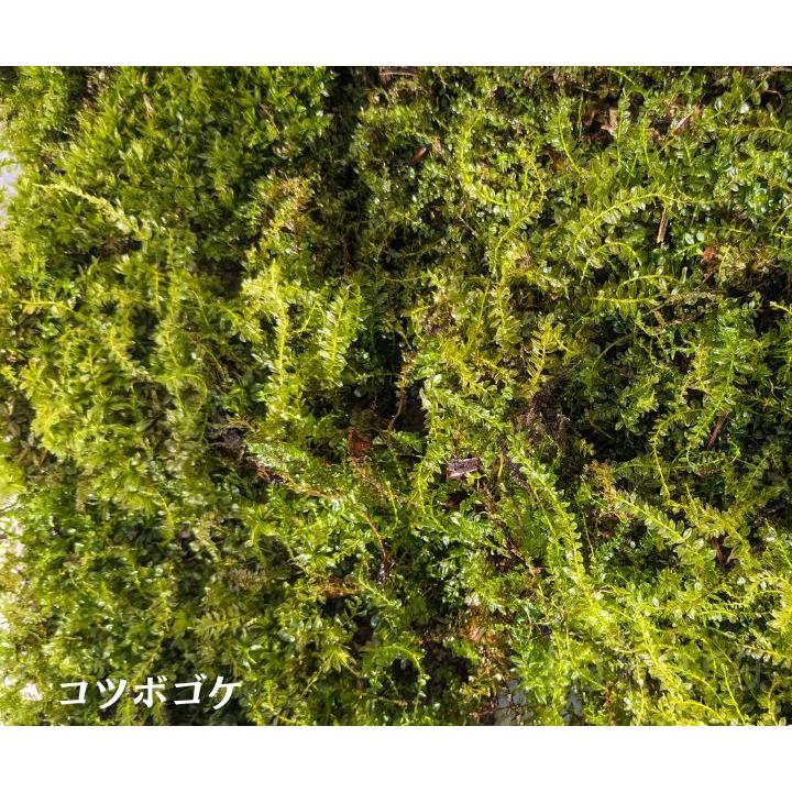 お好みの苔組合わせパック 山苔 シッポゴケ ヒノキゴケ