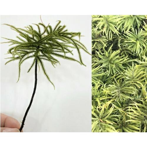 苔セット　コツボゴケ　シノブゴケ　ノキシノブがはえてます　匿名発送 コケコンビ（コツボゴケ＆シノブゴケ）｜苔（コケ）のインテリア