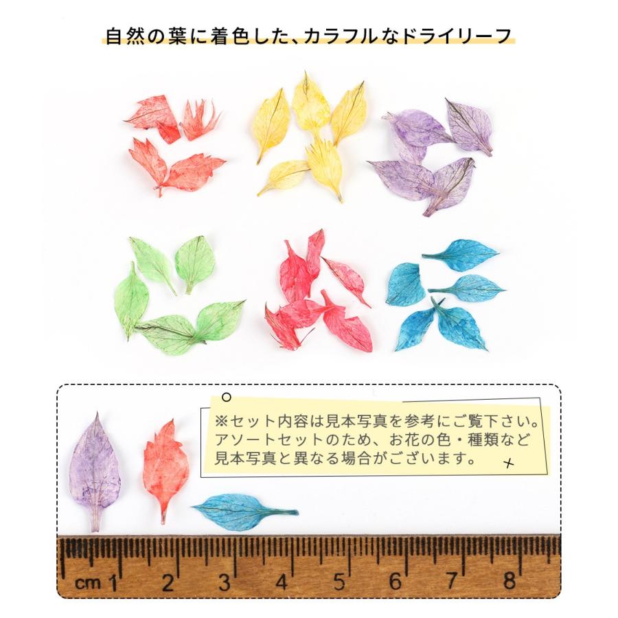 押し花 Dセット ドライリーフ レインボーリーフ メール便対応 レジン封入 ドライフラワー プレスフラワー ハーバリウム素材 D Flower 29 東京タカラネイル 通販 Yahoo ショッピング