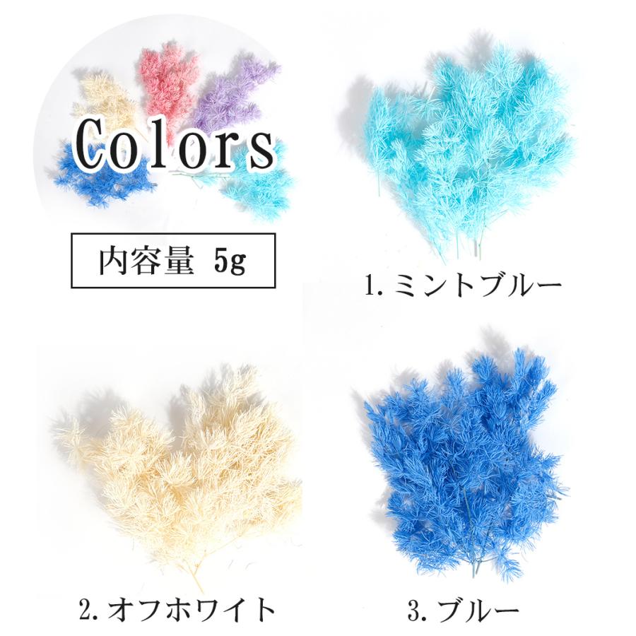 ドライフラワー 蓬莱松 リーフ 葉 花材 メール便対応 ハーバリウム ワックスサシェ ボタニカルキャンドル リース D Flower 37 東京タカラネイル 通販 Yahoo ショッピング